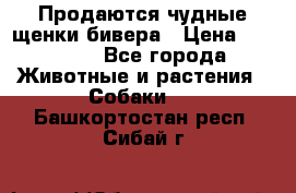 Продаются чудные щенки бивера › Цена ­ 25 000 - Все города Животные и растения » Собаки   . Башкортостан респ.,Сибай г.